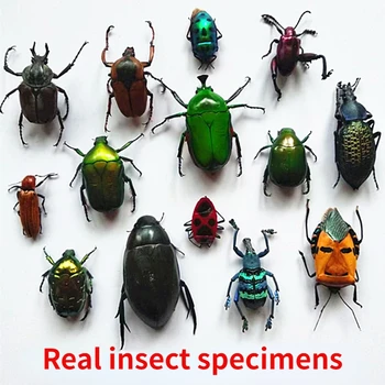 A1 Настоящие образцы насекомых, множество разновидностей мокрых насекомых в бесконечной позе, детские подарки, преподавание научно-популярных дисциплин для студентов